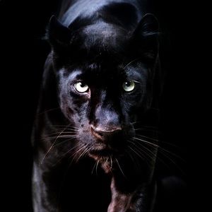 Meet your Posher, Brody